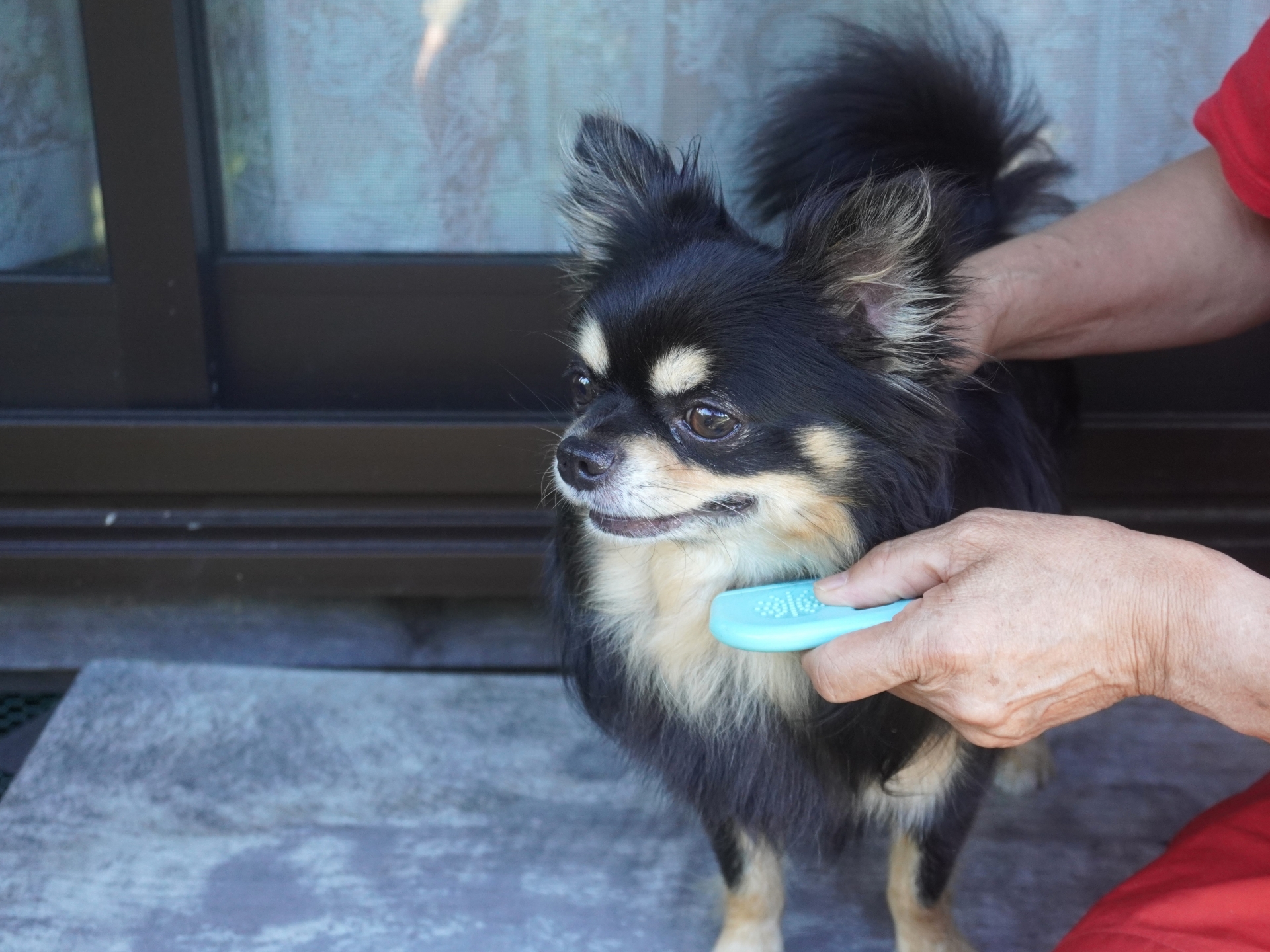 チワワのグルーミング