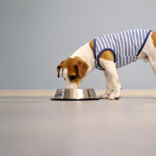 食べるイメージ