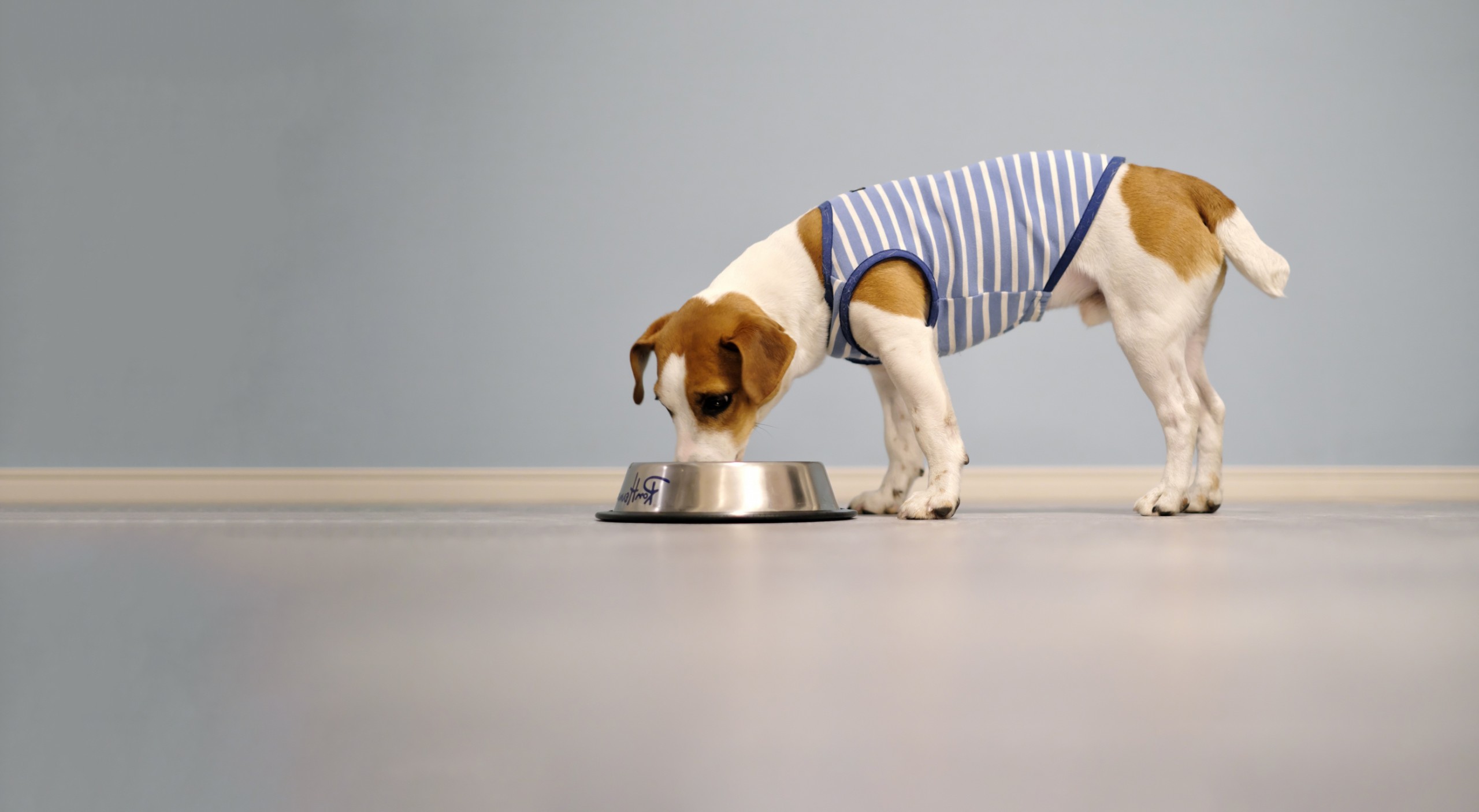 食べるイメージ