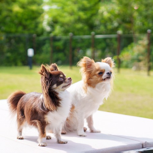 チワワのイメージ画像