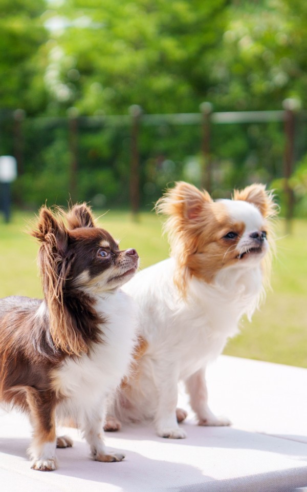 チワワのイメージ画像