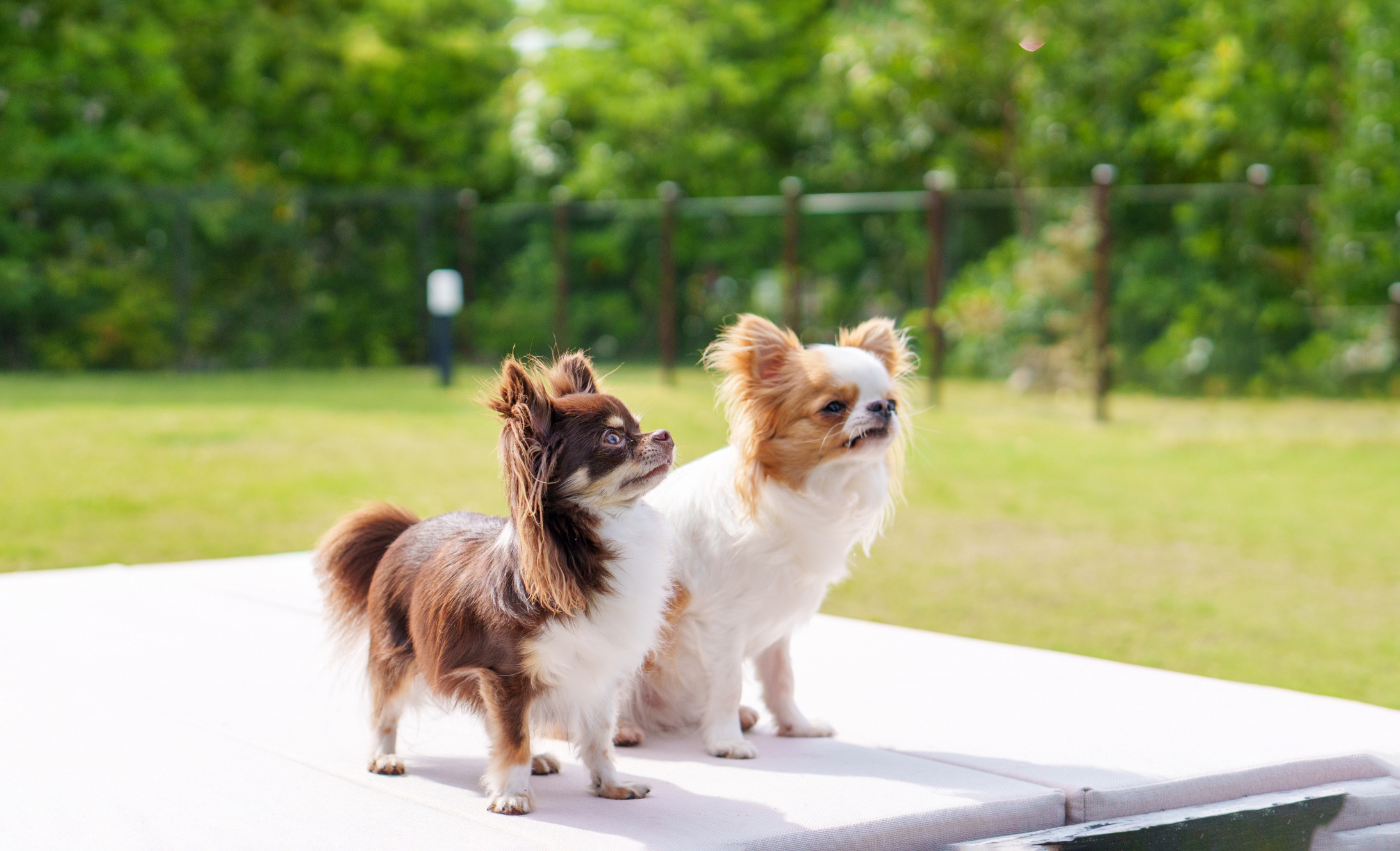 チワワのイメージ画像