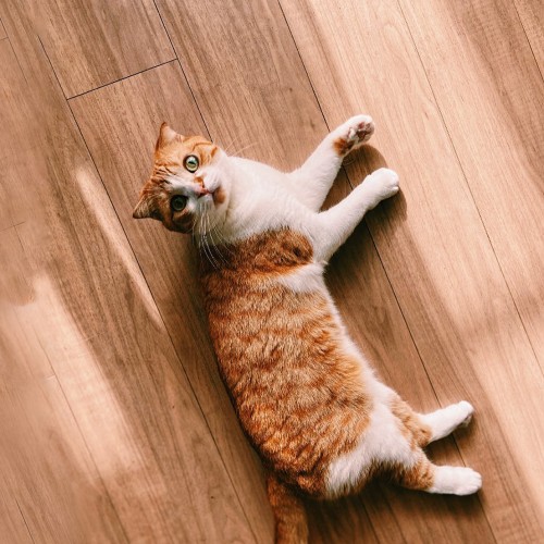 スコティッシュフォールド