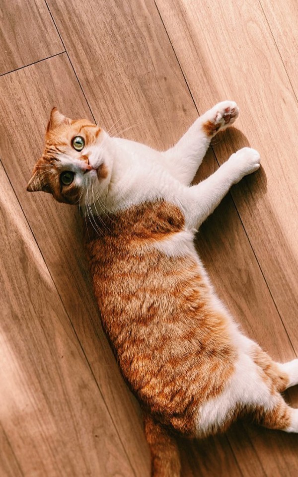 スコティッシュフォールド