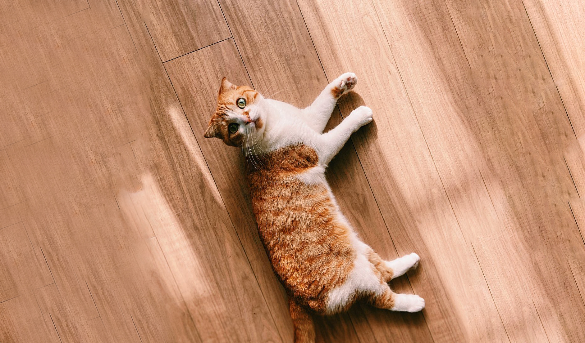 スコティッシュフォールド